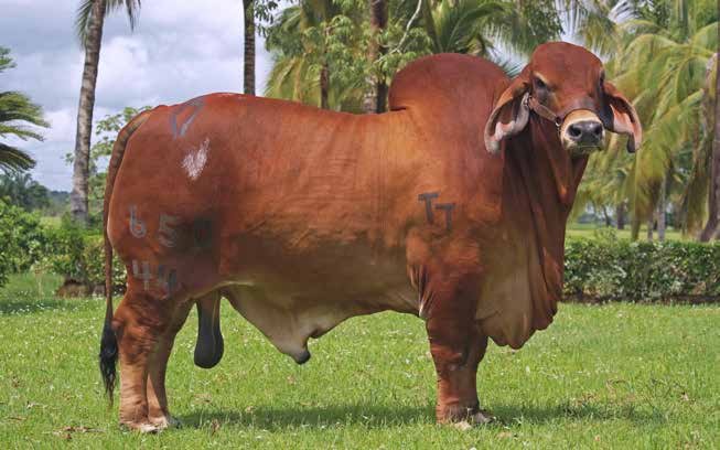 MONARCA