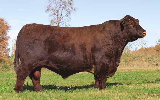 TANINO