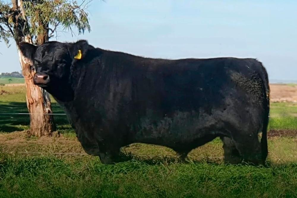 HAYMOUNT C090