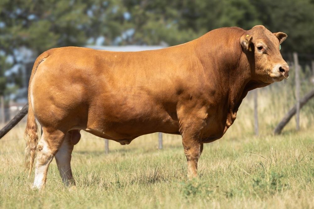 TAURUS