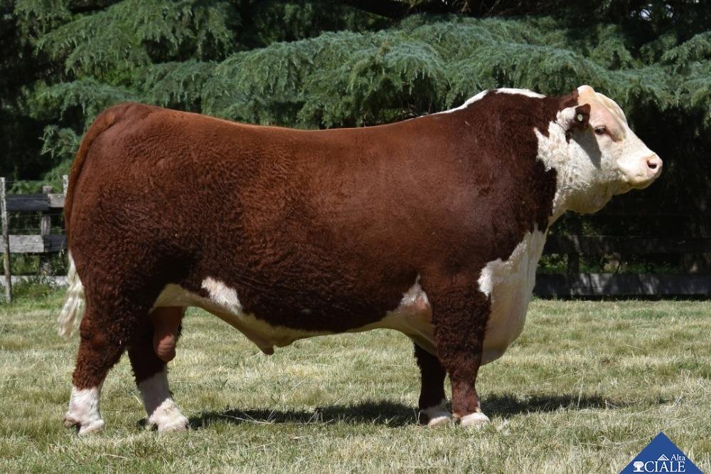 TOP RANCH