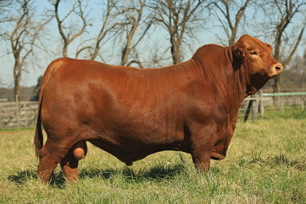 CANDIDO