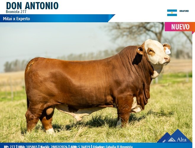 DON ANTONIO