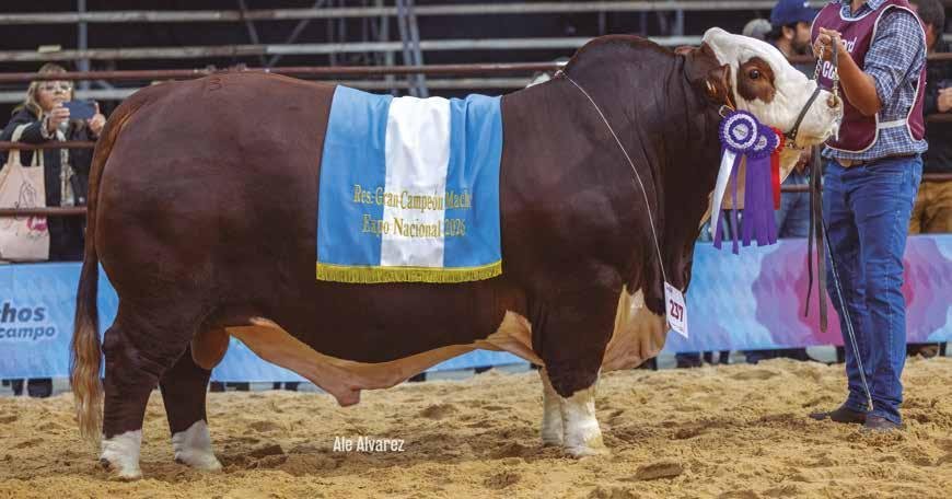 GANAGRIN E563 EXPERTO