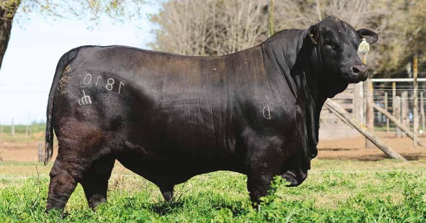 RANCHO 1810 YUNQUE T/E