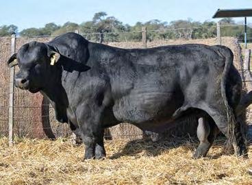 PARRILLERO