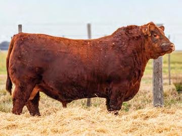 RUFIAN