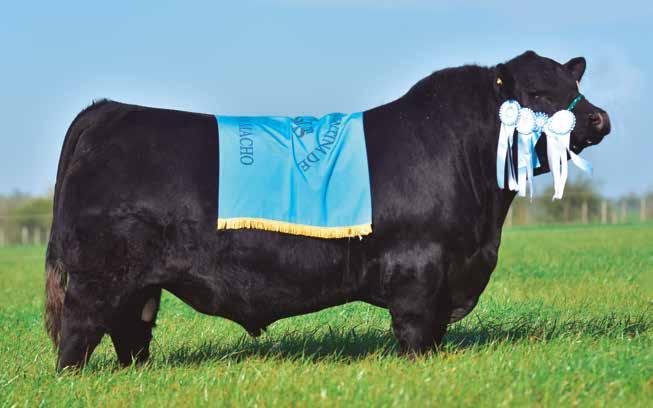 COLOSO
