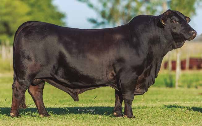 YACÚ TORO